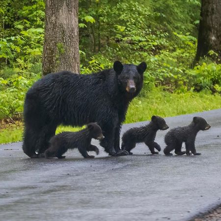 Wilderness Lodge, Hot Tub, Game Room, Pool Access, 1089 Free Tickets Each Paid Day, Dollywood And M Sevierville Exterior foto
